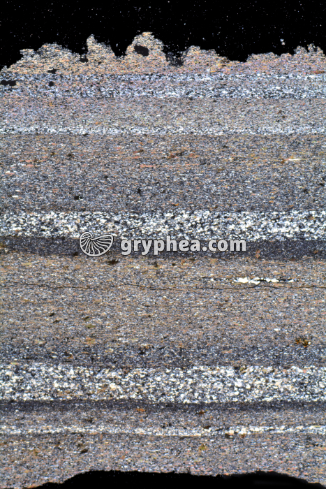 Schiste LPA x3,5 - gryphea.org